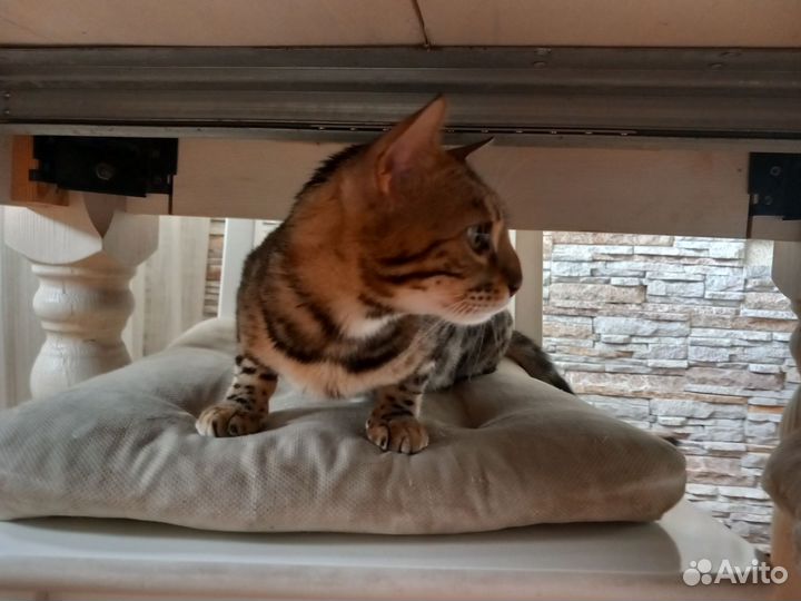 Бенгальская