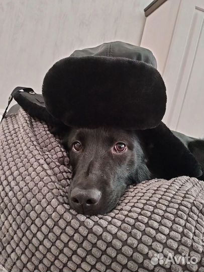 Отдам собаку в хорошие руки