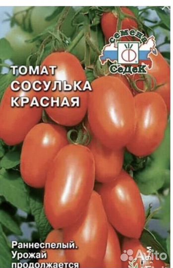 Рассада томатов помидор