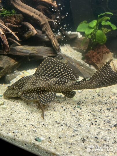 Попугай альбинос