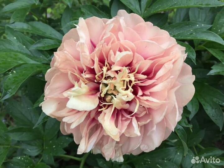 Пионы на 24г