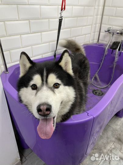 Груминг крупных пород собак экспресс-линька