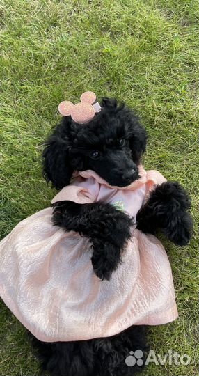 Щенки той пуделя