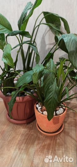 Комнатное цветущее растение Спатифиллум