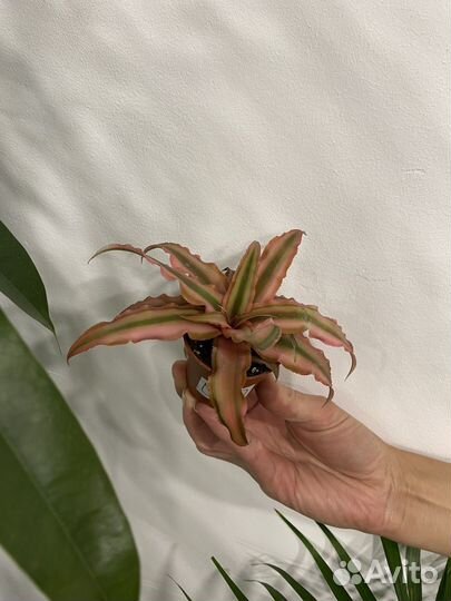 Криптантус