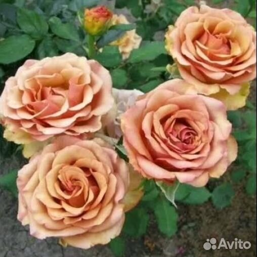 Саженцы роз
