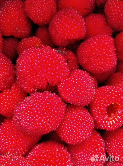 Земляничная(Тибетская) малина