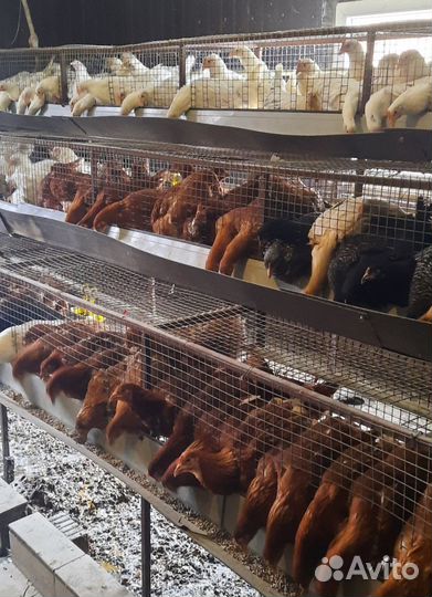 Продажа кур несушек
