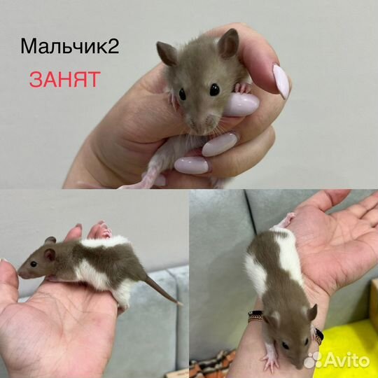 Декоративная крыса