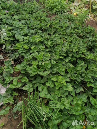 Рассада клубники 