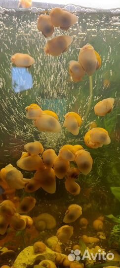 Улитки ампулярии