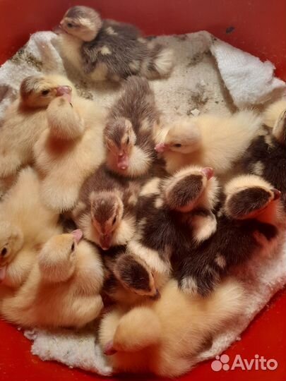 Мускусные утята