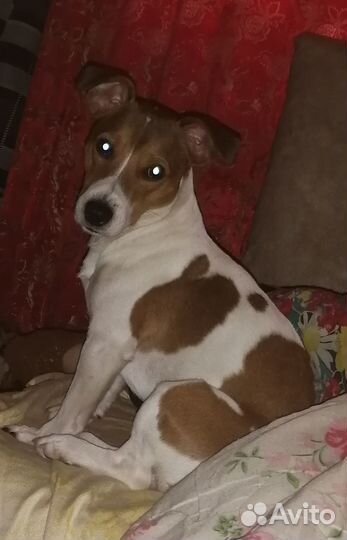 Кабель Джек Рассел терьер готовы к спариванию