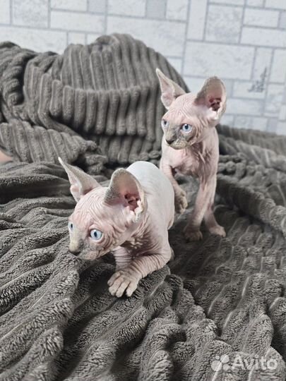 Канадский сфинкс котенок
