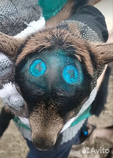 Обезроживание козлят