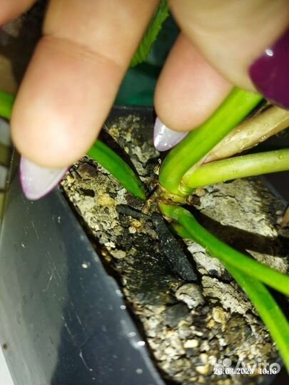 Филодендрон ло спотед