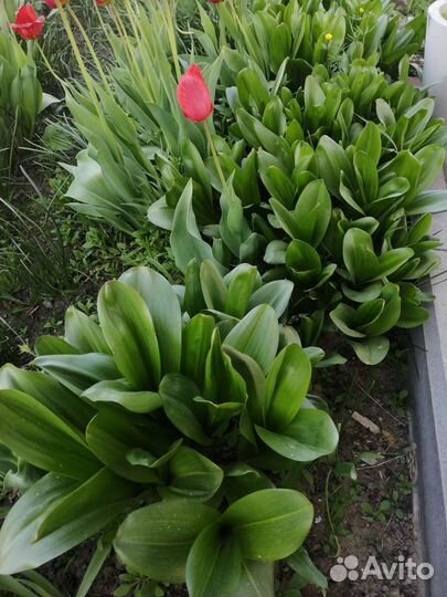 Безвременник