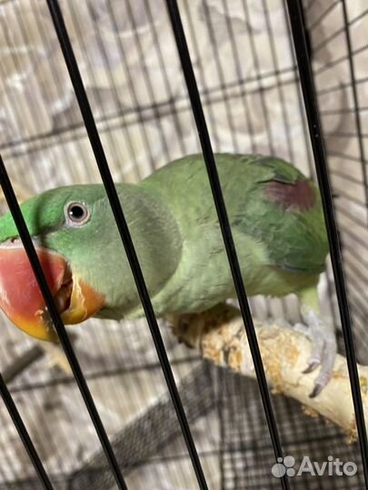 Александрийский попугай