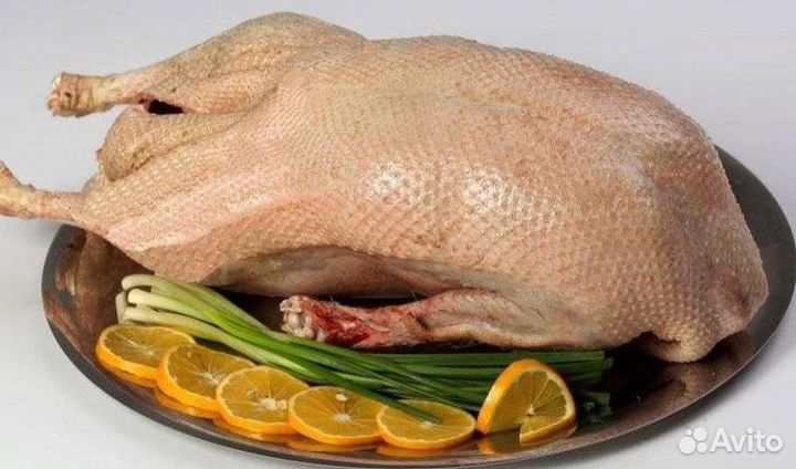 Мясо домашних гусей,уток,кур и перепелок