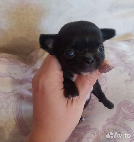 Чихуахуа девочки