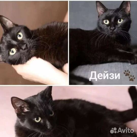 Дейзи ищет дом