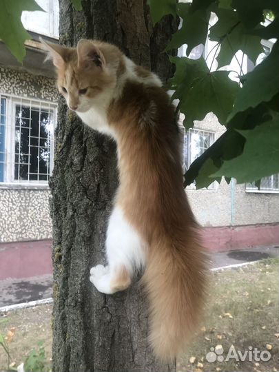 Котик в добрые ручки