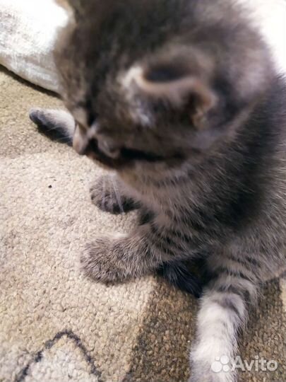 Котенок в добрые руки