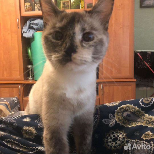 Кошка в дар