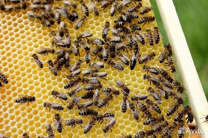 Пчелы с ульями