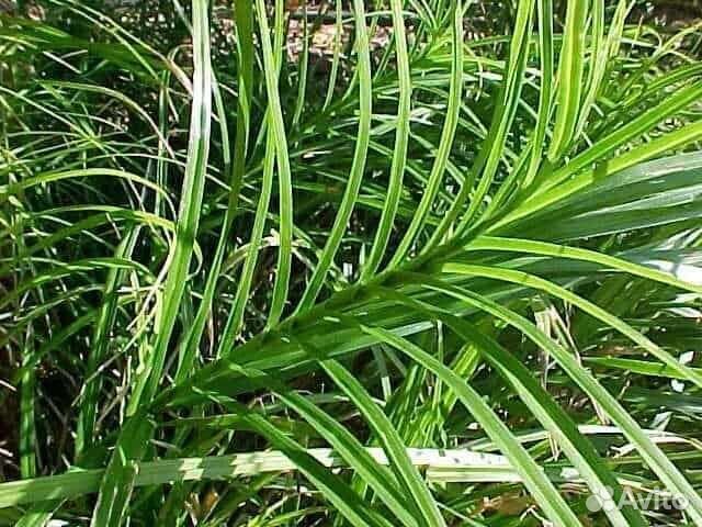 Декоративные злаки