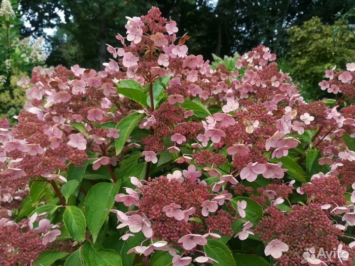 Гортензия крупнолистовая