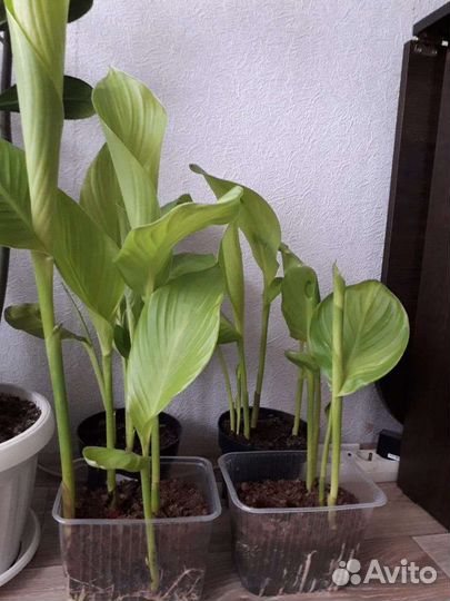 Цветы канны