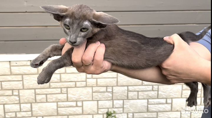 Ориентальные котята