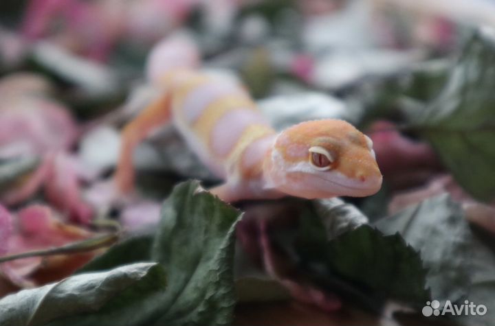 Эублефар малыши