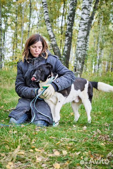 Собака Йоши из приюта