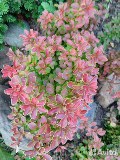 Барбарис Багатель, Ауреа, Мария