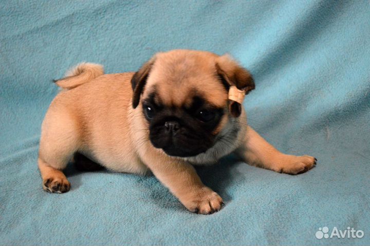 Щенок мопс,девочка
