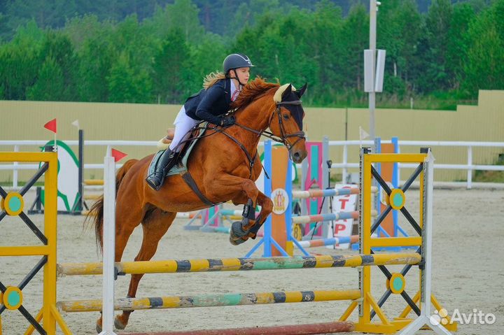 Продам лошадь