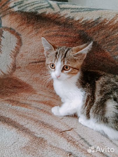 Кошечка в добрые руки