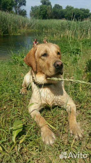 Лабрадор ретривер вязка.кабель