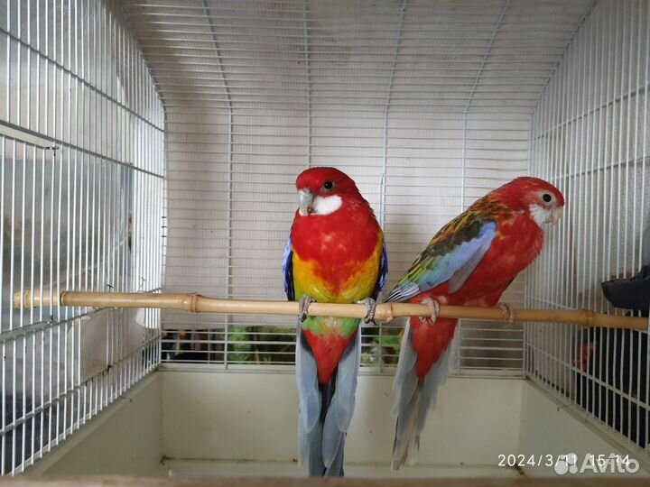 Попугай розелла