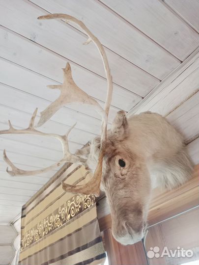 Чучело головы оленя