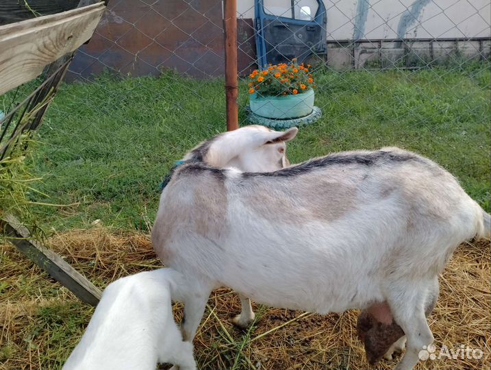 Коза дойная