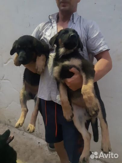 Продам щенков немецкой овчарки