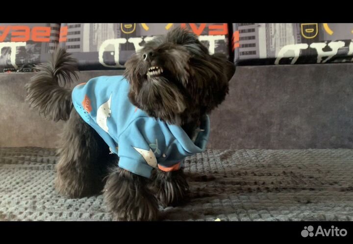 Йоркширский терьер вязка