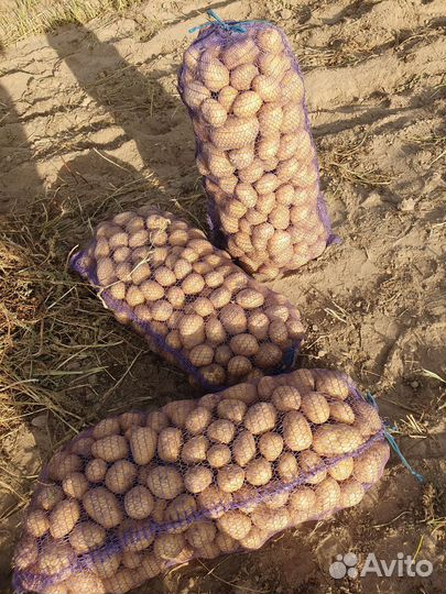 Картофель, сорт Гала