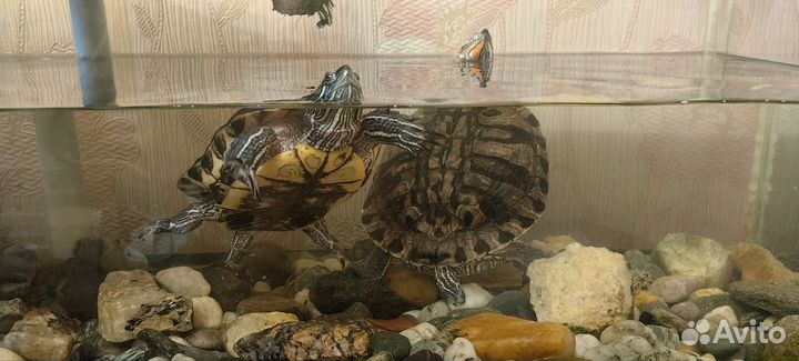 Красноухая черепаха бесплатно