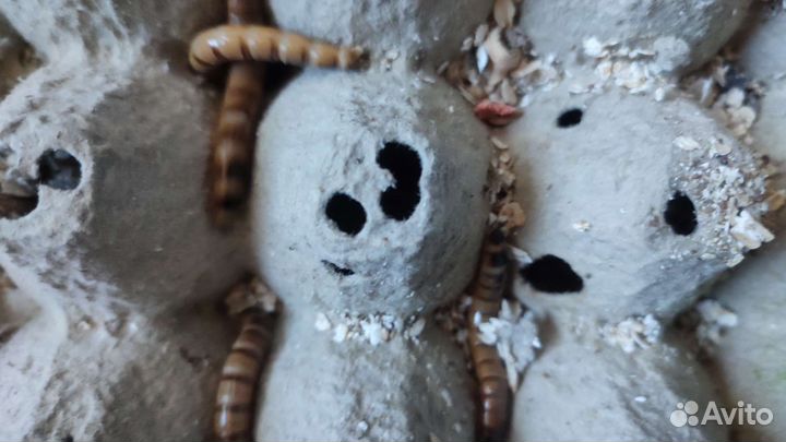 Личинки зоофобуса