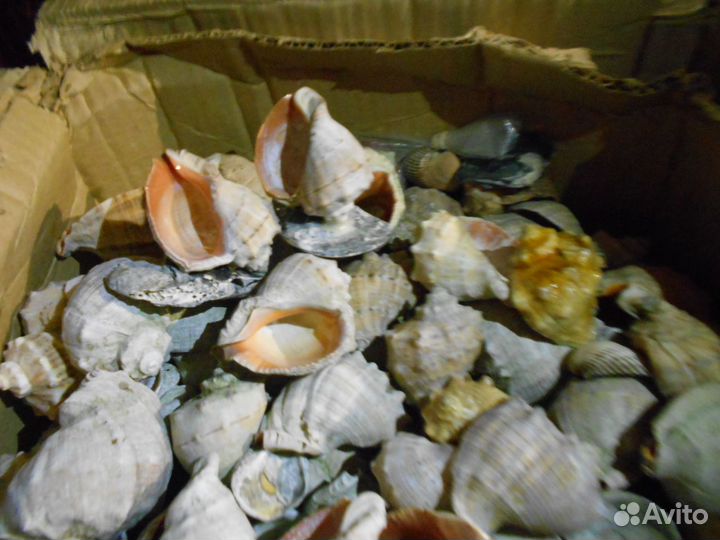Морские раковины разные