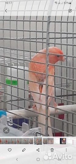 Кенар певчий